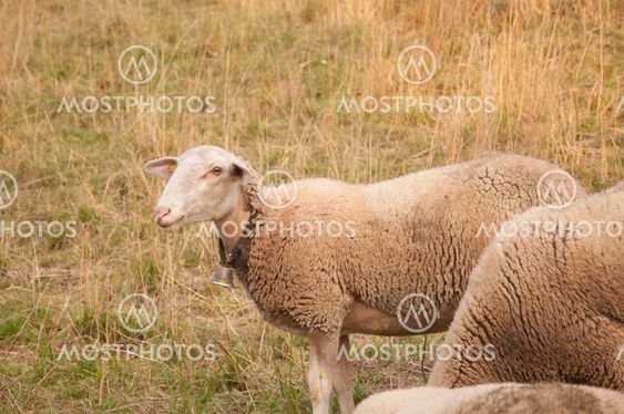 Beautiful White Sheep with Ear Chip in Switzerland at Sunset