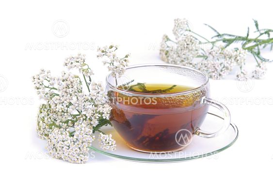 Tee Schafgarbe - tea yarrow 02