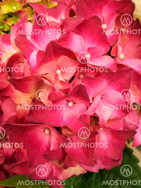 Hydrangeas