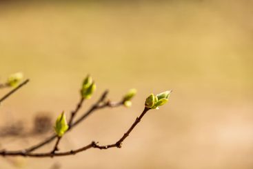 Budding tree branch in springtime