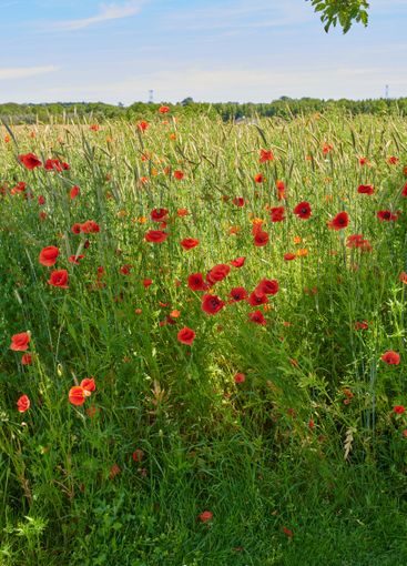 Poppies, field park and natural peace in countryside,...