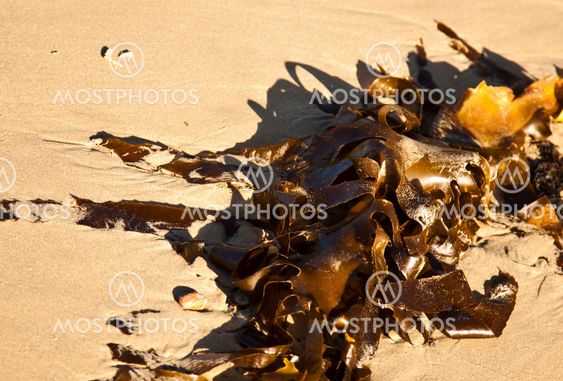 Kelp on beach