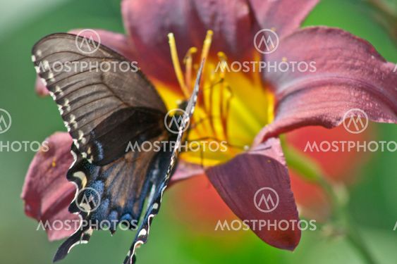 Sawllow Tail Butterfly on a Day Lilly