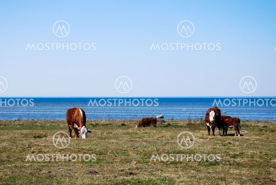 Grazing cattle by the coast