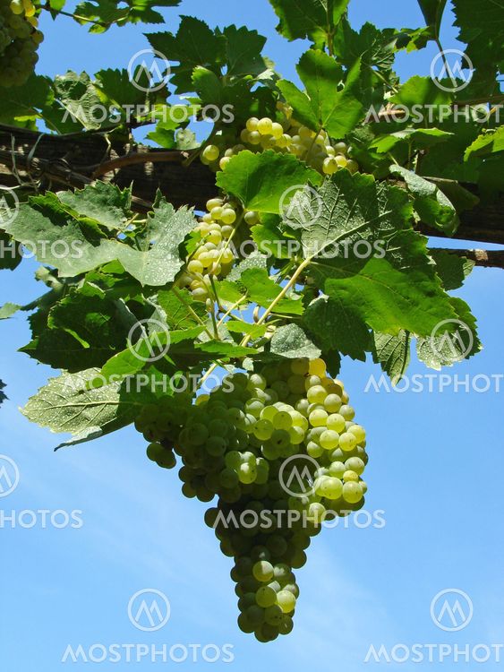 growing grape