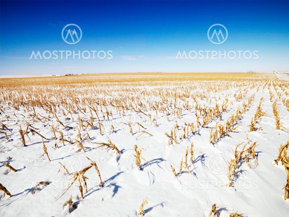 Snow covered corn field.