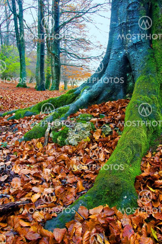 Tree in Opakua, Alava, Spain