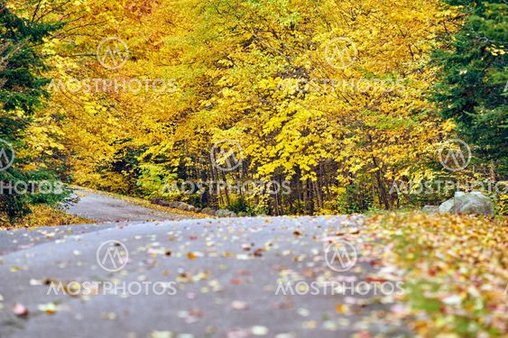 Autumn road in Maine