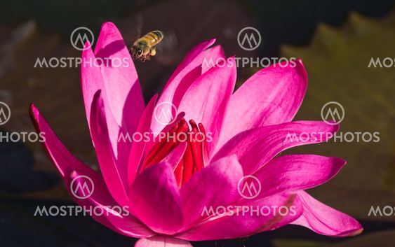 Siam Lotus