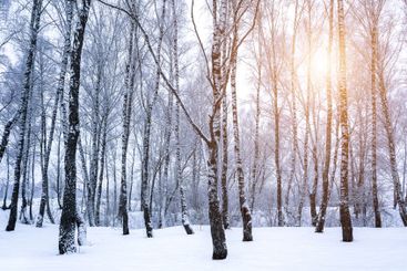 Birch grove after a snowfall on a winter. Sunlight...