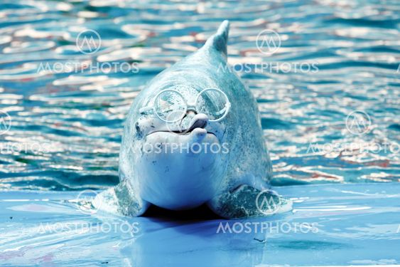 Dolphin show in the park
