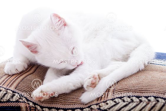 White cat on a white background