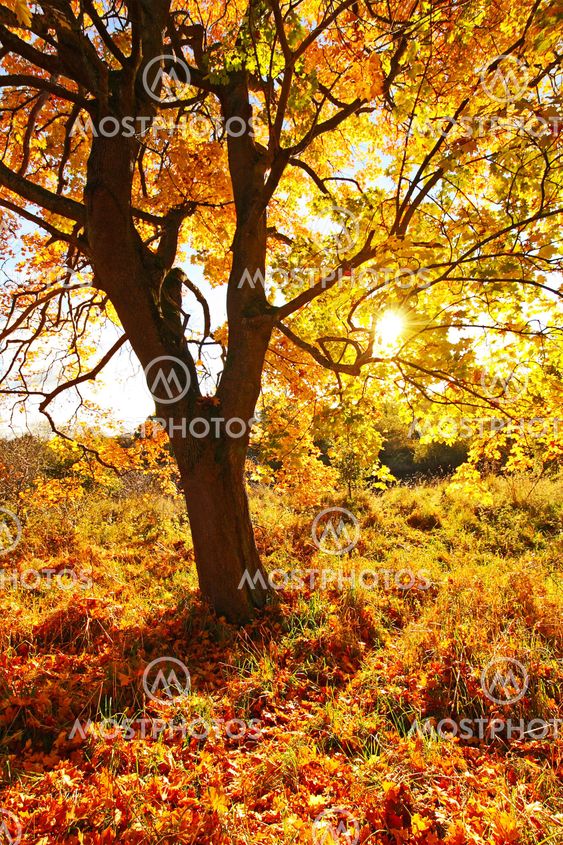Beautiful Autumn in the Park, Scotland