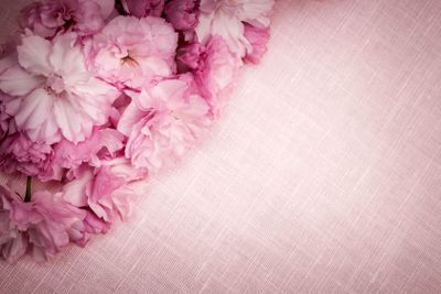 Cherry blossoms on pink linen