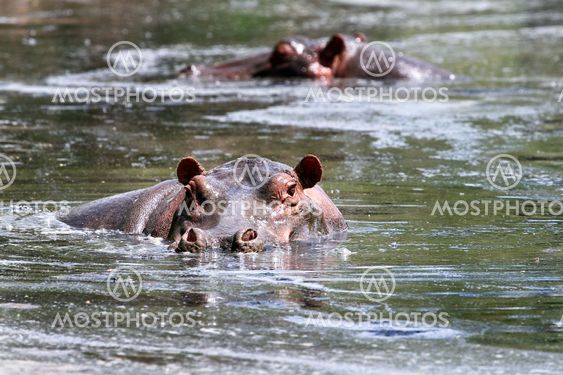 Hippos (virtahepo amphibius)