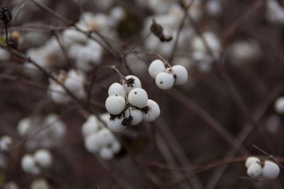 plant, flower, bloom, blossom, flowering, white, seed,...