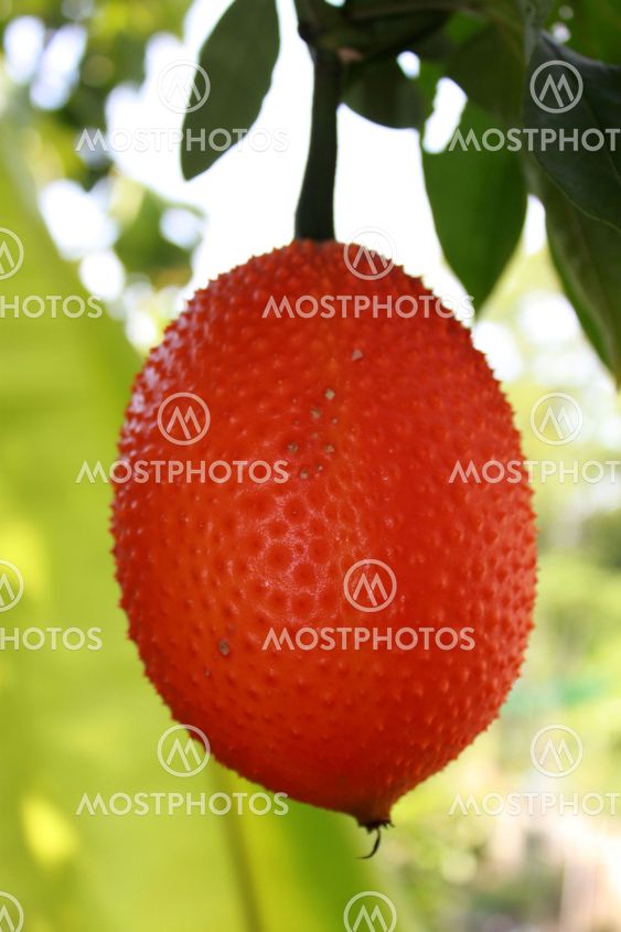 fruits