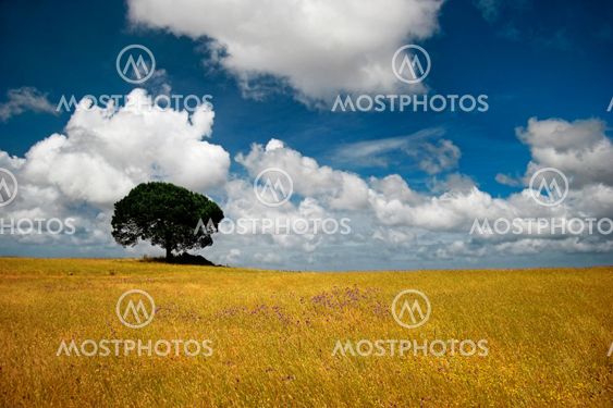 Golden meadow