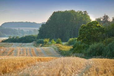 Farm, field and environment with trees countryside for...