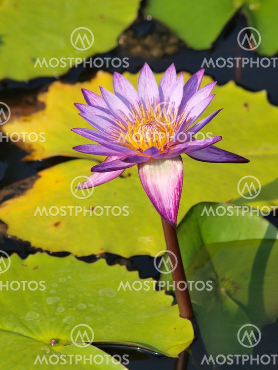 Næroptagelse af farverige lilla water lily