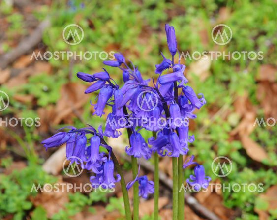 Bluebells (Hyacinthoides non-scripta).