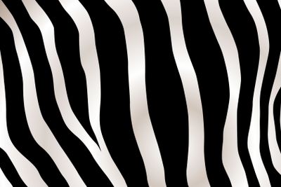 stripped zebra background 