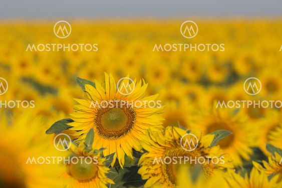 sunflowers