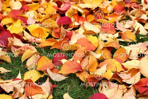 Autumn leaves on green grass