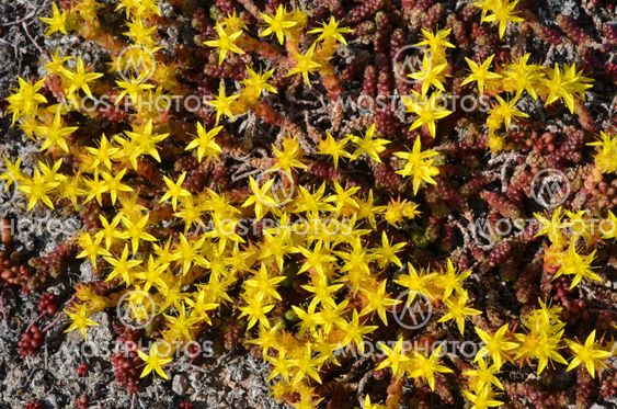 Background of yellow mossy stonecrop