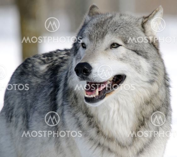 Gray Wolf