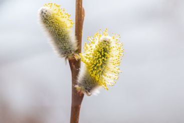 Nature awakes in spring. Blooming willow twigs and furry...