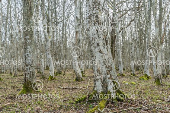 Avenbokskog i Halltorps Hage på Öland