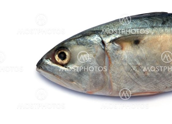 Fresh mackerel fish