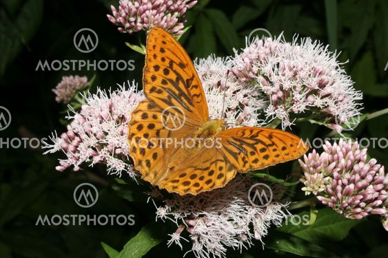 Silver-washed Fritillary (Argynnis paphia)