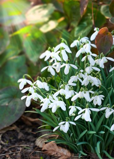 Background, botany and sunlight with flowers in garden...