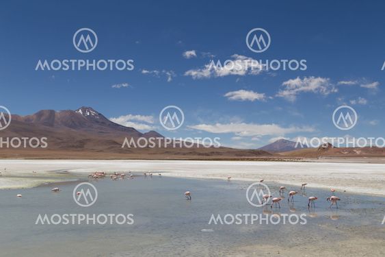 Flamingos on Laguna Hedionda