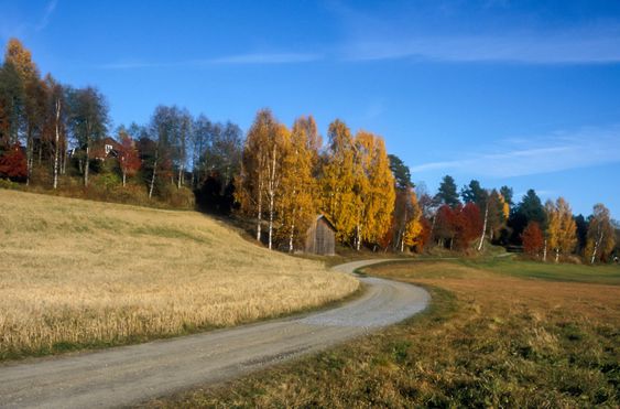 Gravel, dirt road through farmland.
