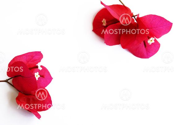bunch of red flowers isolated on white