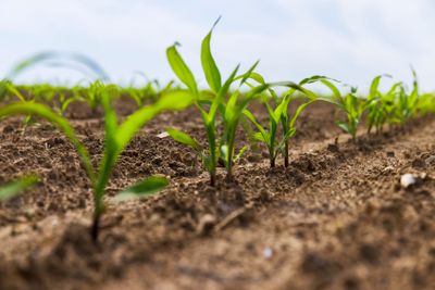 green corn sprouts in the spring season, an agricultural...