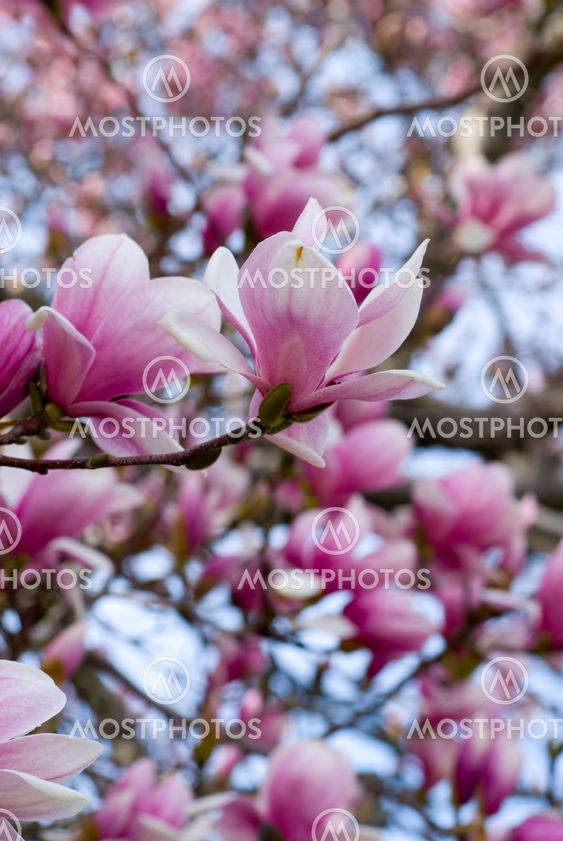 Cherry Blossoms
