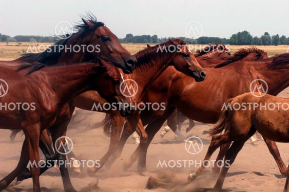 Hest