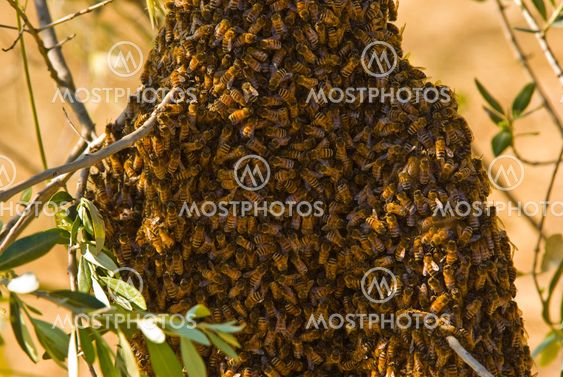 Westliche Honigbiene (Apis mellifera) - Honea Bee