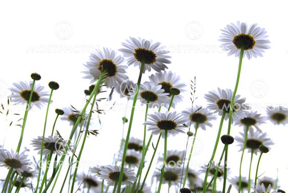 Daisies on white