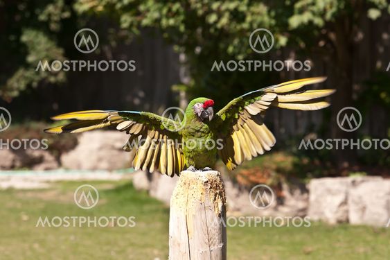 Green Parrot