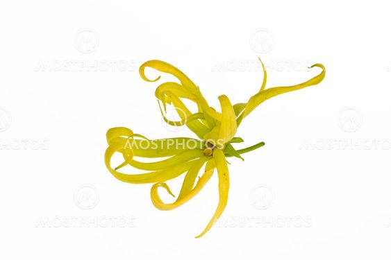 Ylang-Ylang Flower