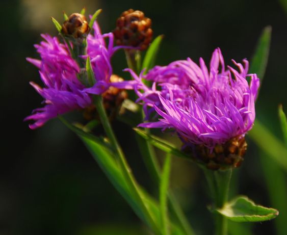 wildflower