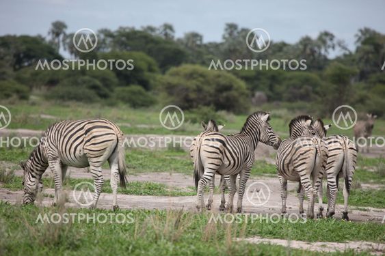Zebra Botswana Africa savannah wild animal picture