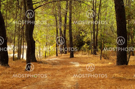 Trees path