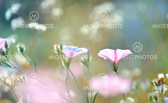 tobacco pink flowers lighted by rays of sun