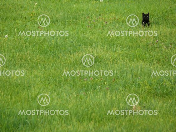 Black cat in a lawn